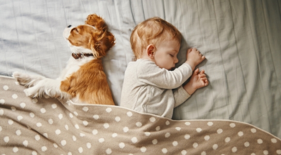 Schlafendes Baby liegt unter einer Decke neben einem kleinen braun-weißen Hund.