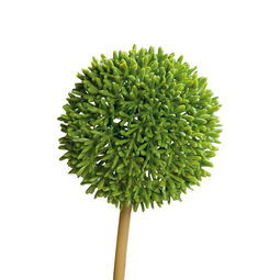 Allium 67cm