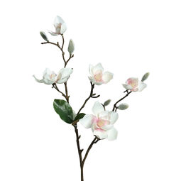 Magnolie