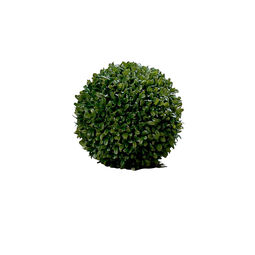 Buchskugel