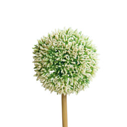 Allium 67cm