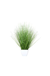 California-Beach-Gras