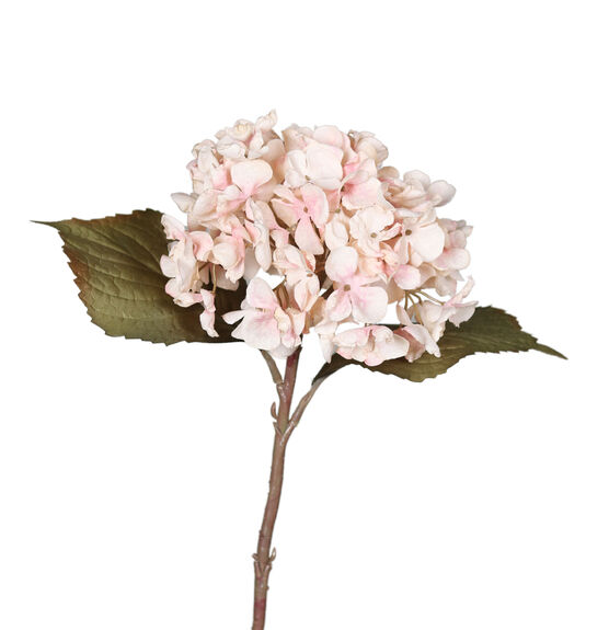 DPI Hortensie