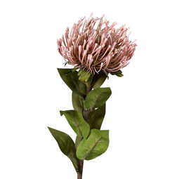 DPI Protea 74cm