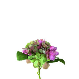 Hortensie 18cm