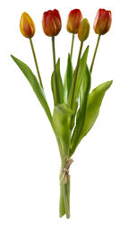 Kunst - Tulpenbund