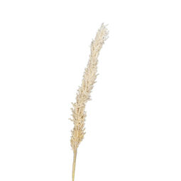 Pampas