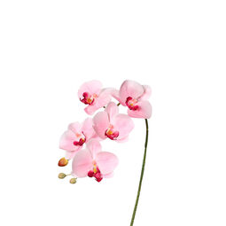 Orchideen - Zweig