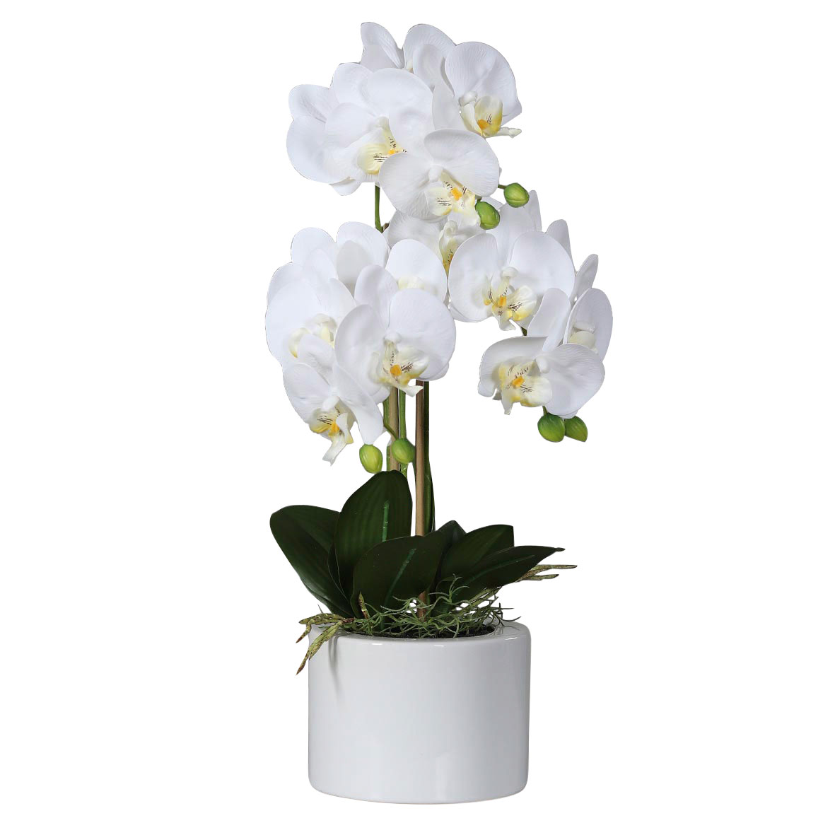 Orchidee