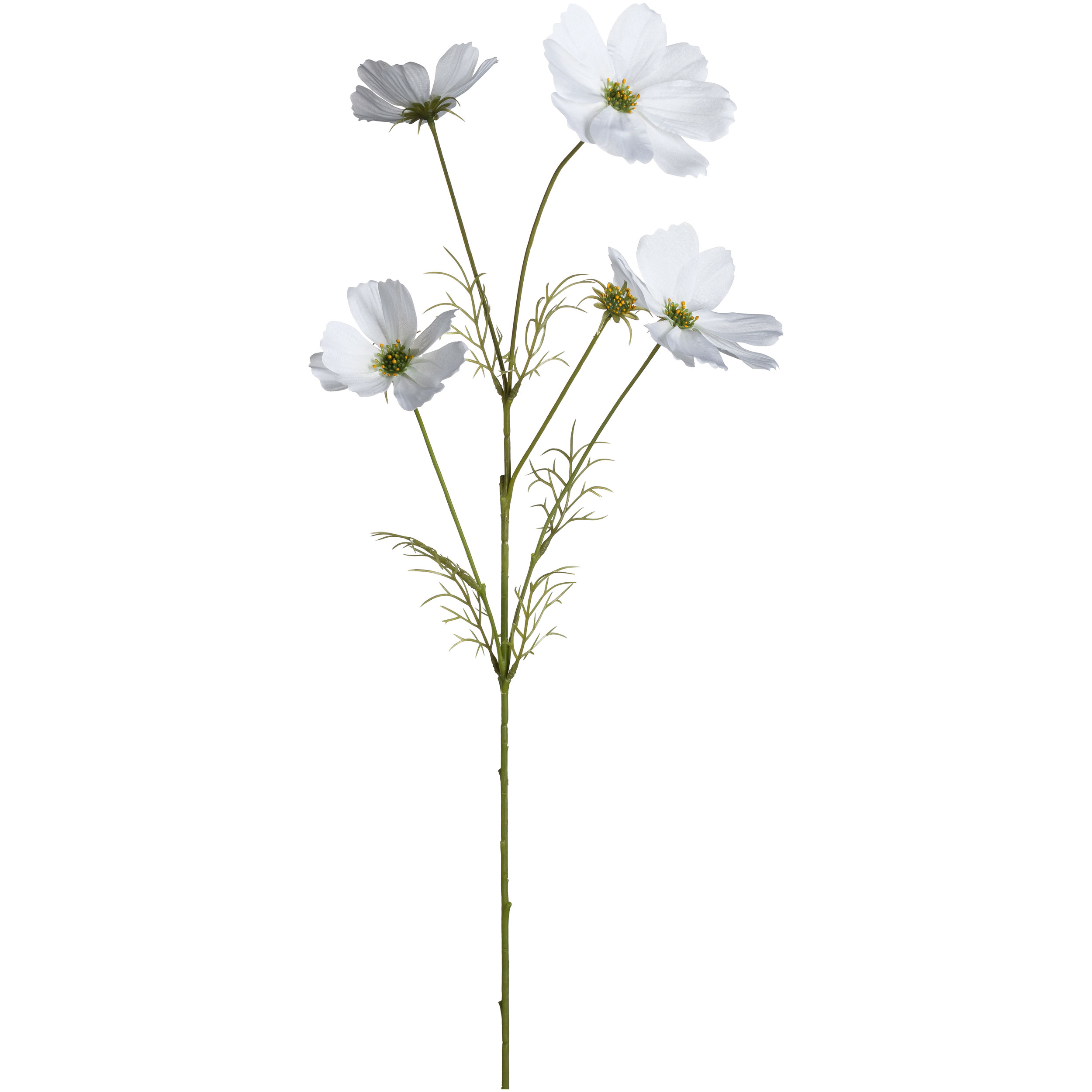 Cosmea  67cm image number null