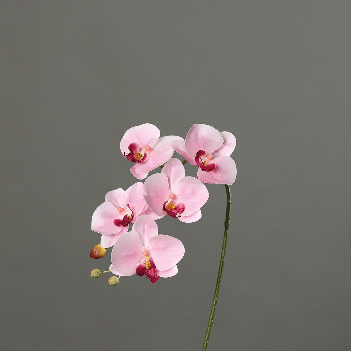 Orchideen - Zweig