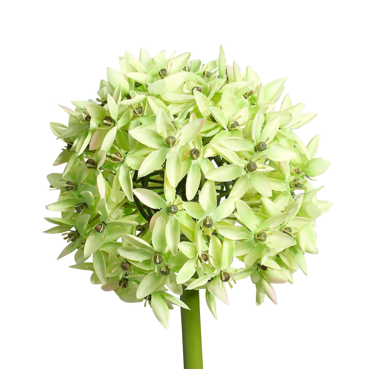 Allium fluffig 70cm
