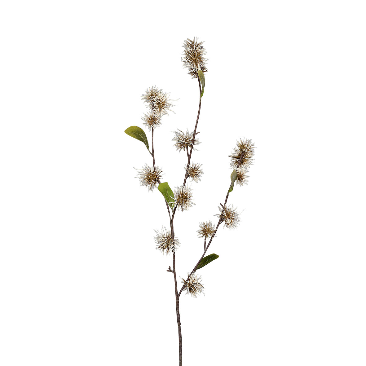 Hamamelis 60cm image number null
