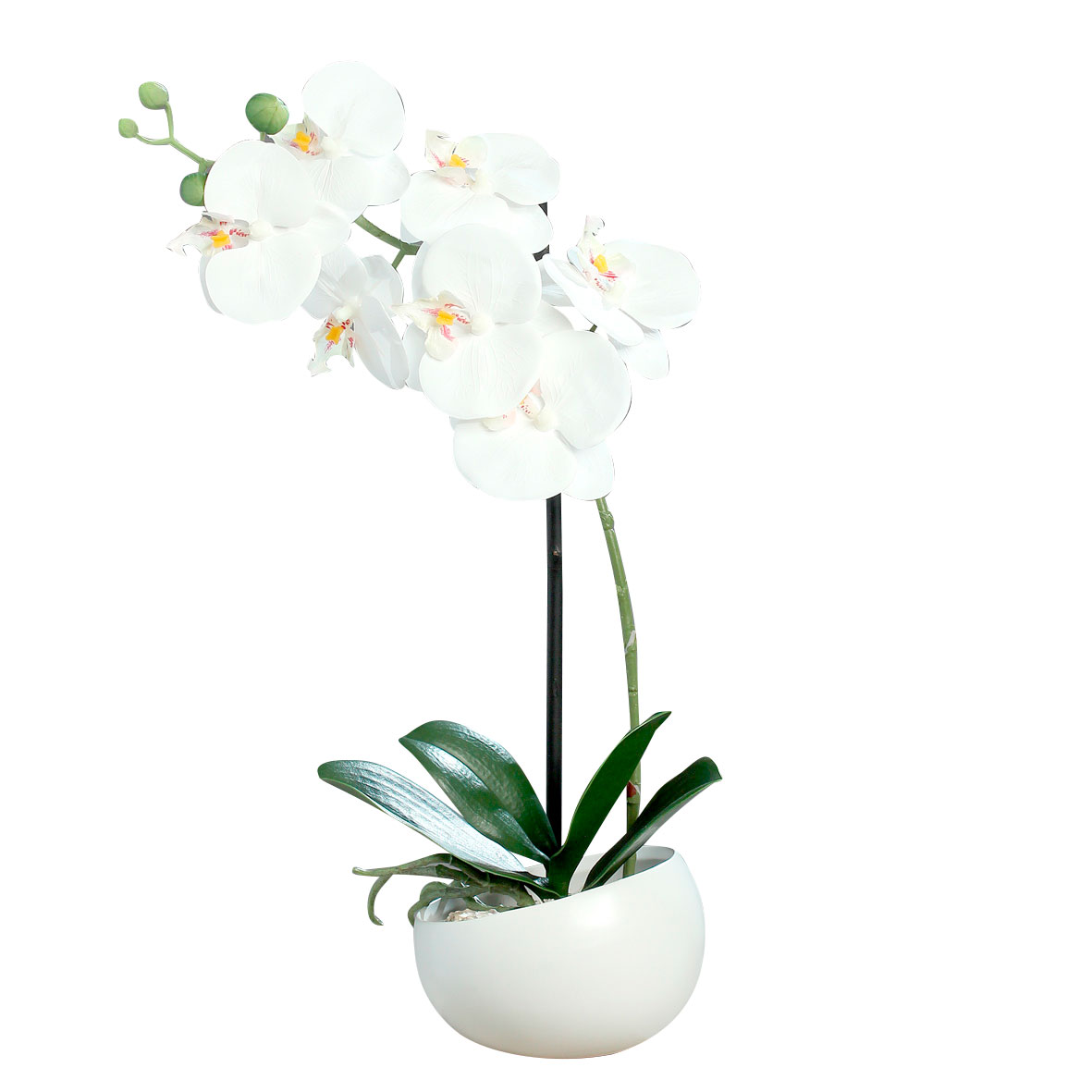 DPI Orchidee