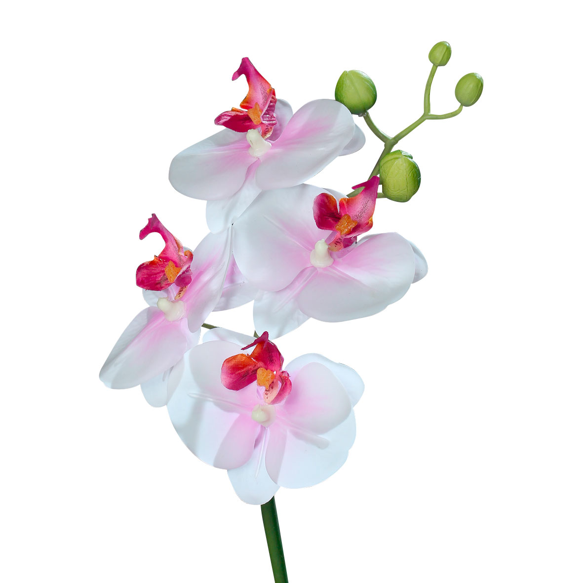Orchidee image number null