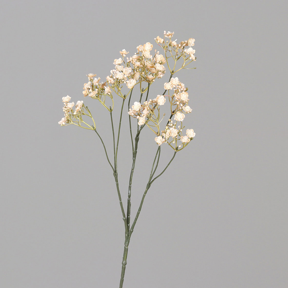 DPI Schleierkraut image number 1