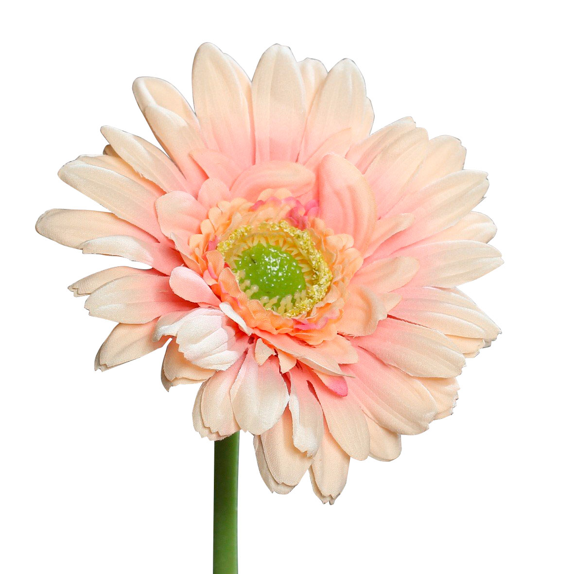 DPI Gerbera image number 1