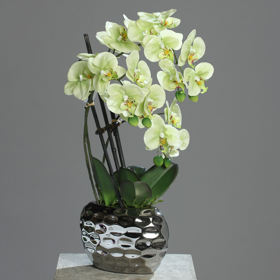 Orchidee in Keramikschale 50cm