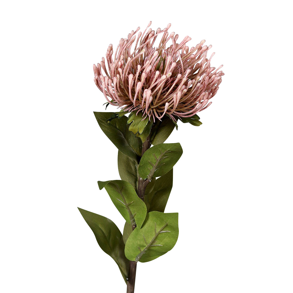 DPI Protea 74cm image number 1