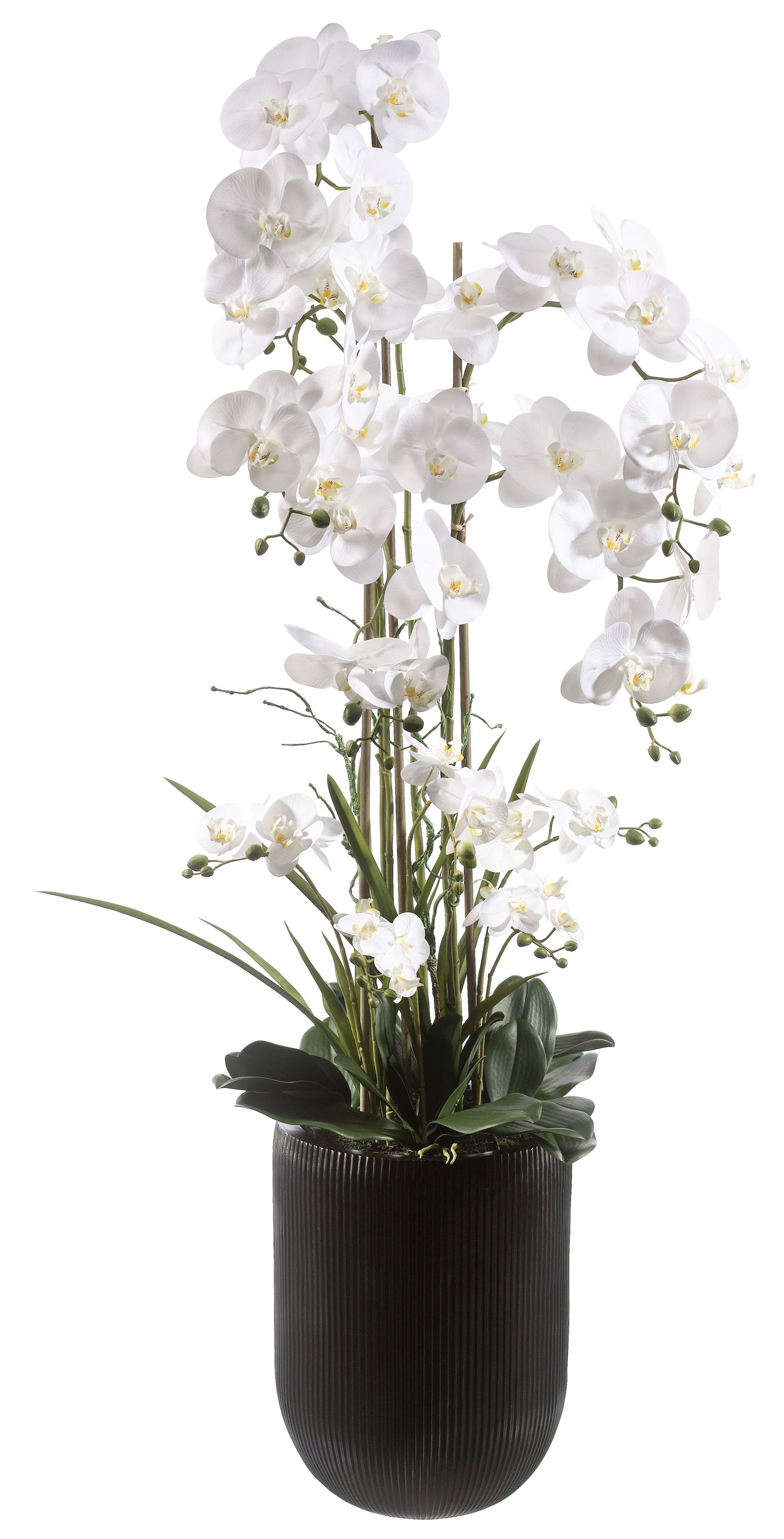 Orchidee 150cm image number null