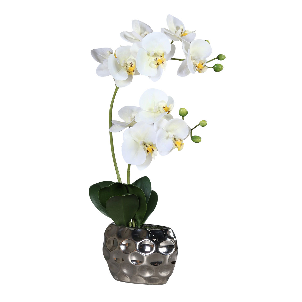 DPI Orchidee