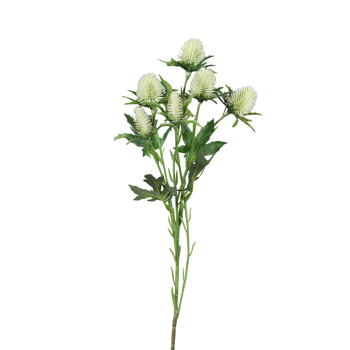 Distel 57cm image number null